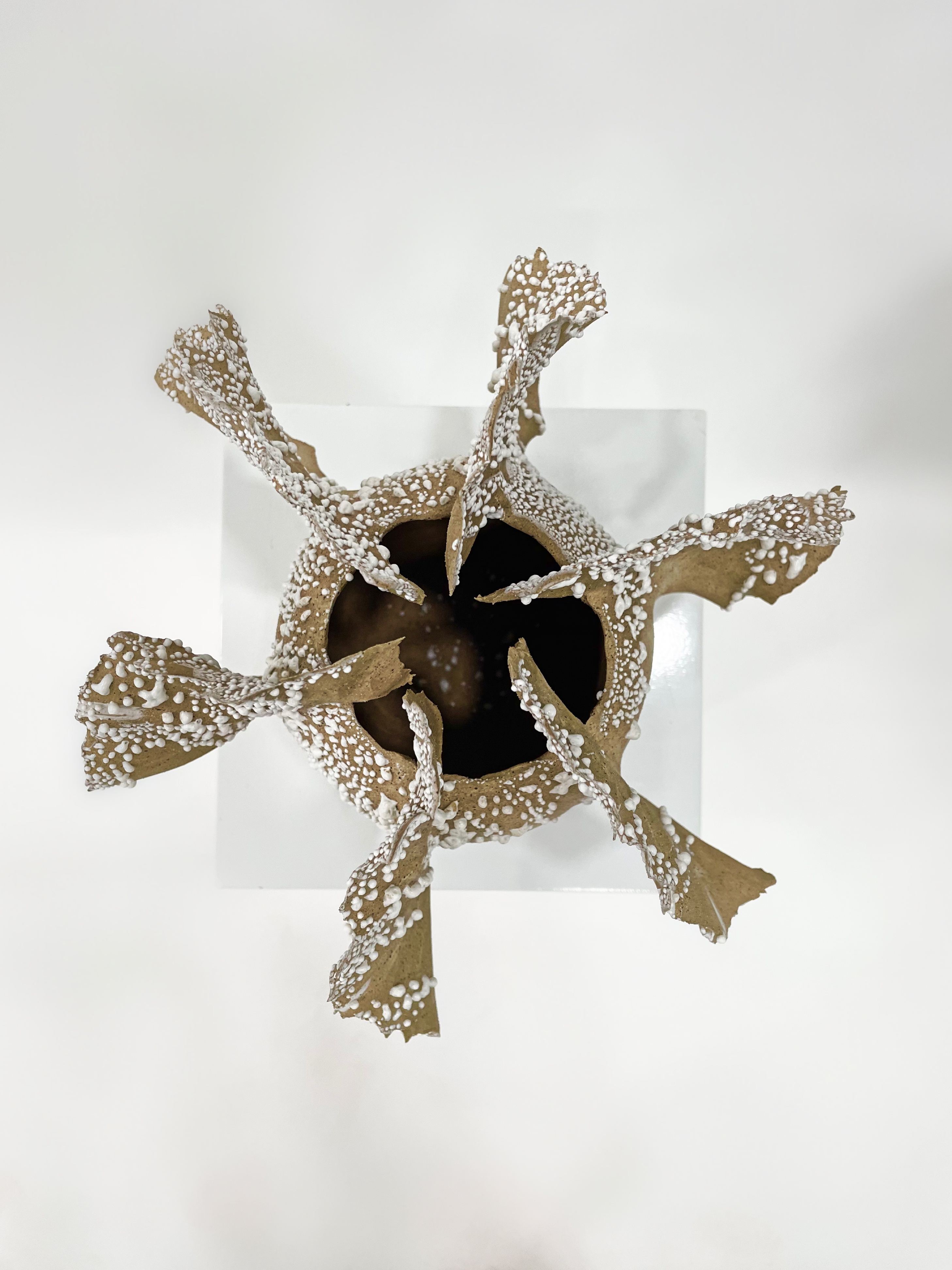 Top view of barrel coral vase. Home decor. statement piece. Atelier Palmire